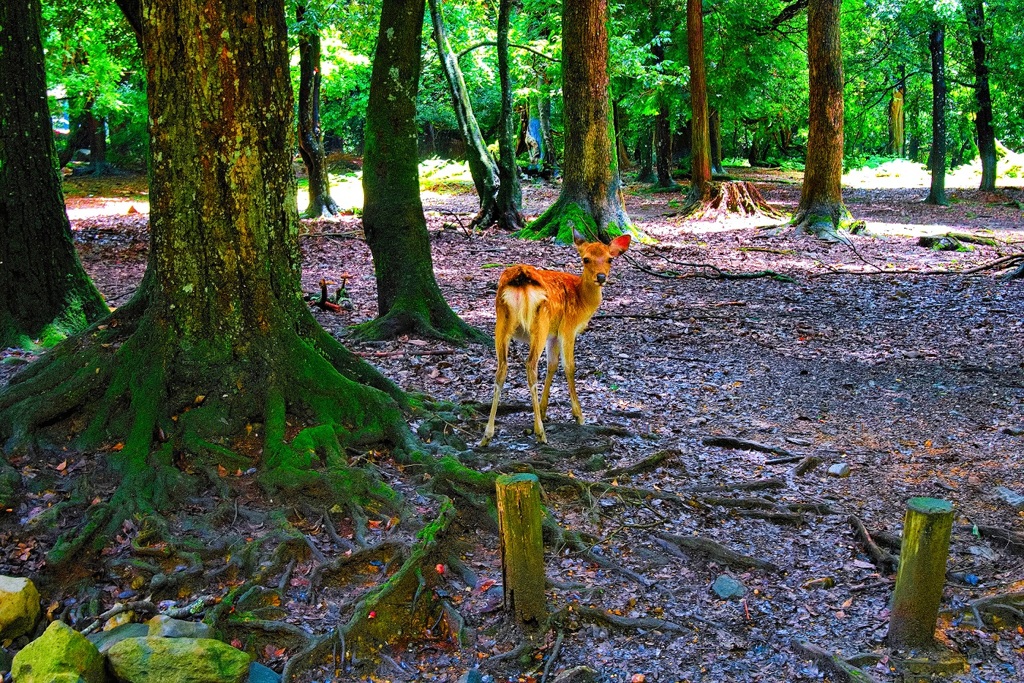 日本風景７８２　奈良　