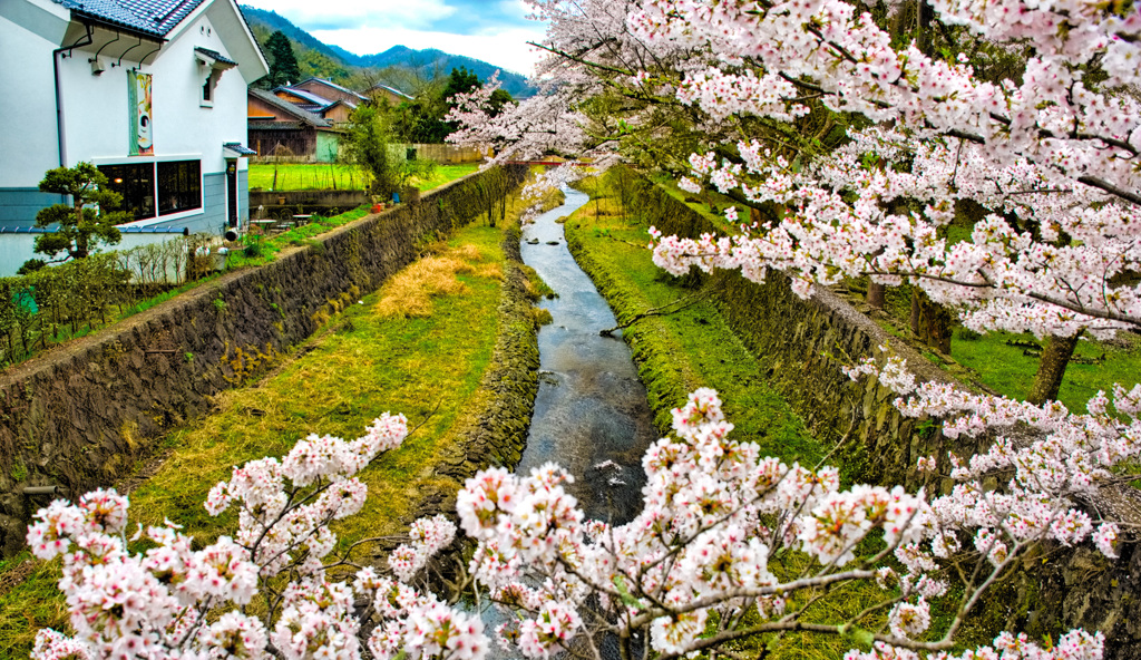 日本風景８７７　桜と小川