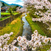 日本風景８７７　桜と小川