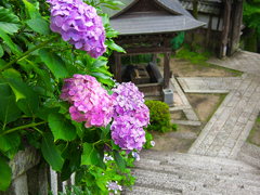 日本風景１１１８　紫陽花