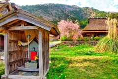 日本風景８８１　地蔵と桜と茅葺と