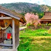 日本風景８８１　地蔵と桜と茅葺と