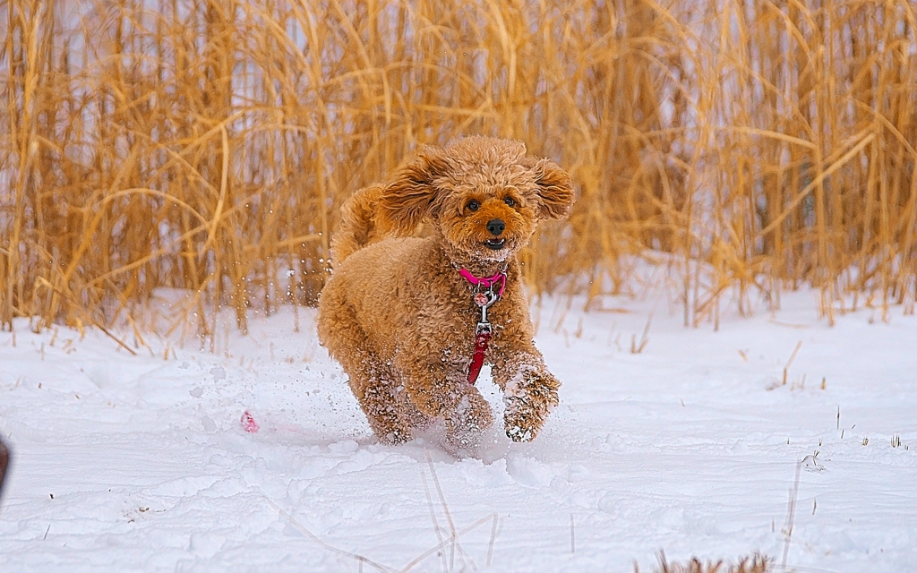 DOG225