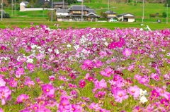 日本風景１２２１　コスモス