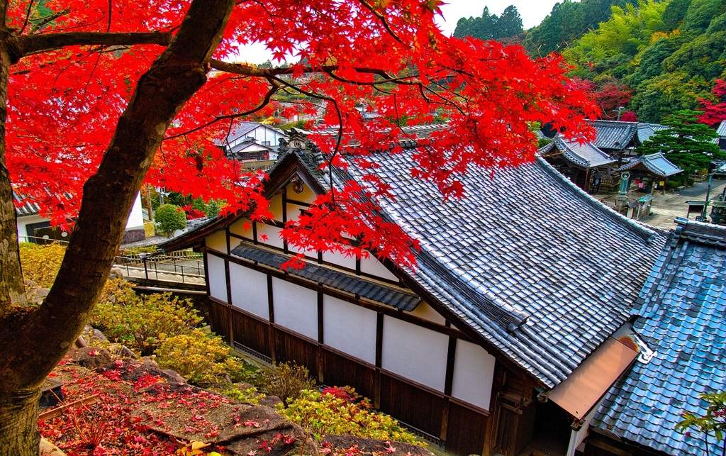 風景３３５ 寺　秋
