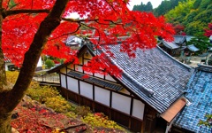 風景３３５ 寺　秋