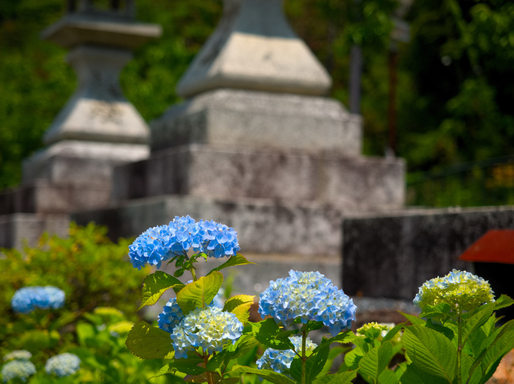 日本風景９５８　紫陽花