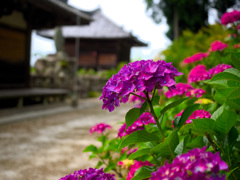 日本風景９７３　紫陽花