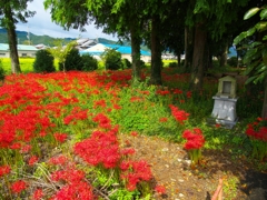 日本風景１２０２　彼岸花