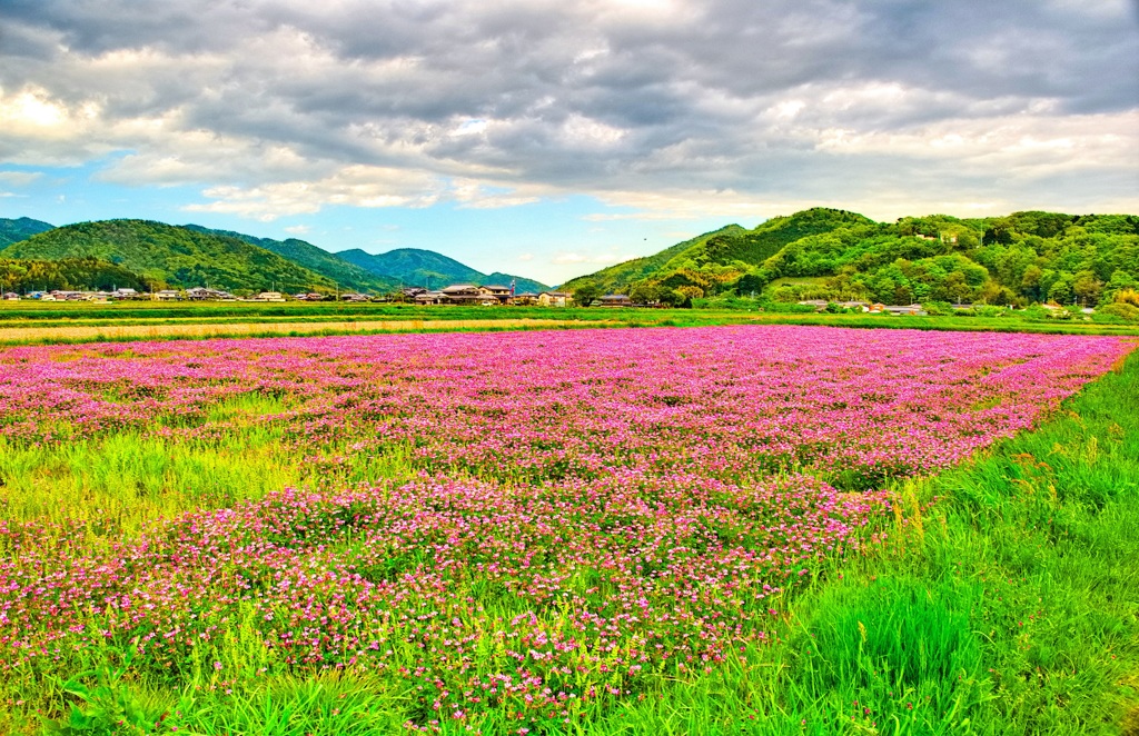 日本風景８９８　れんげ