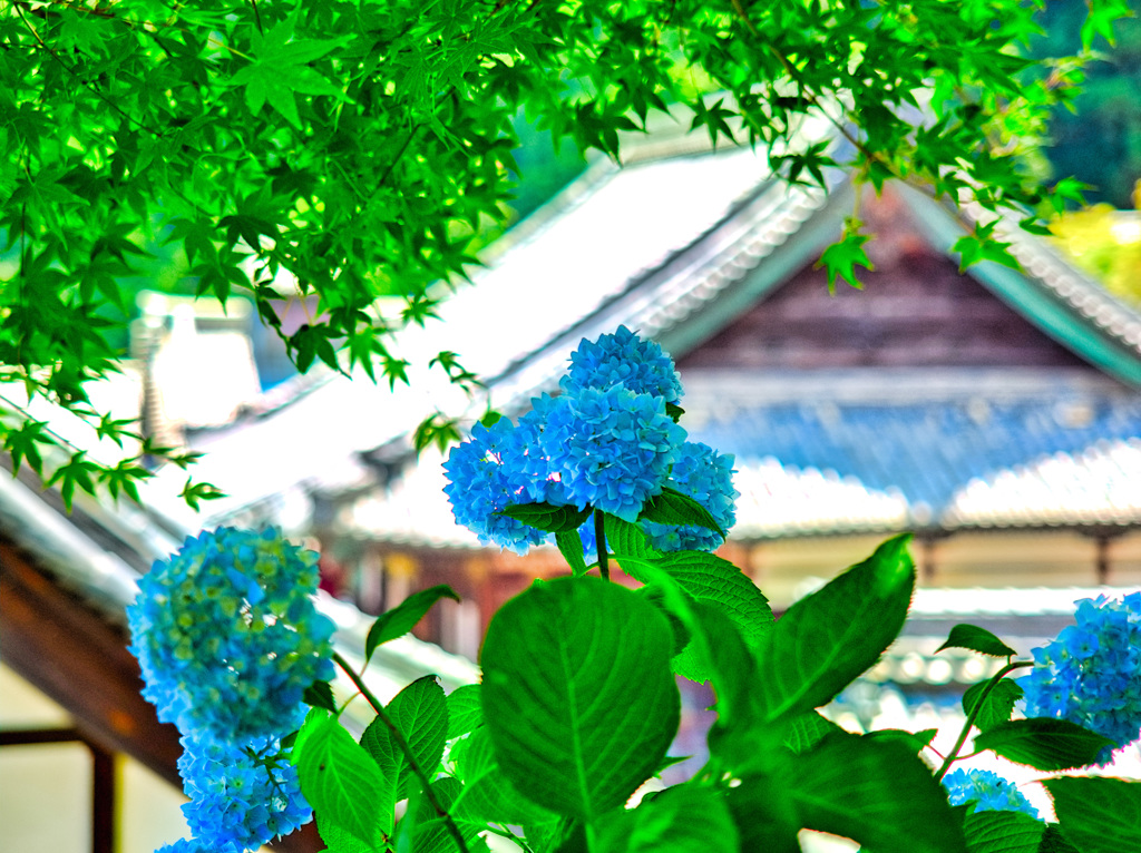 日本風景９４４　紫陽花と寺と