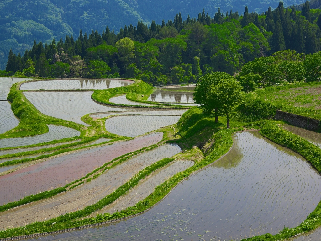 日本風景１４０３　棚田