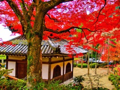 風景２４８ 寺　秋