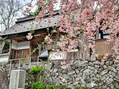 日本風景１０５７ 桜