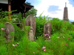 日本風景１００８　地蔵と夏咲きコスモス