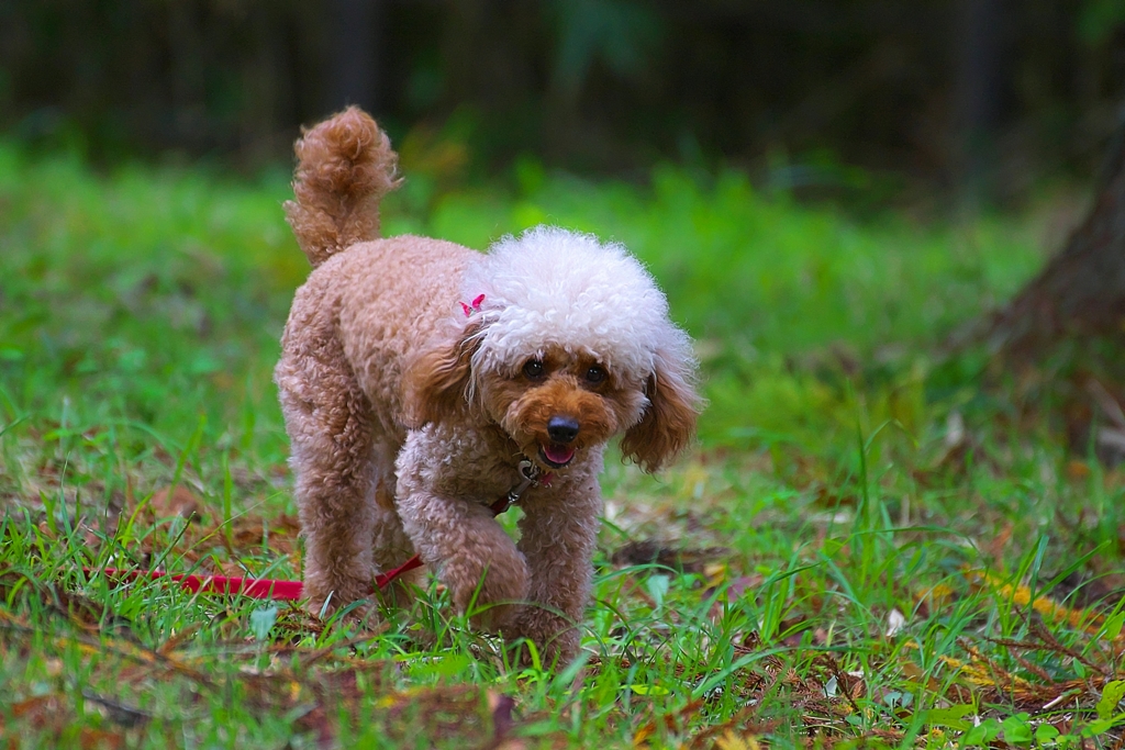 DOG89