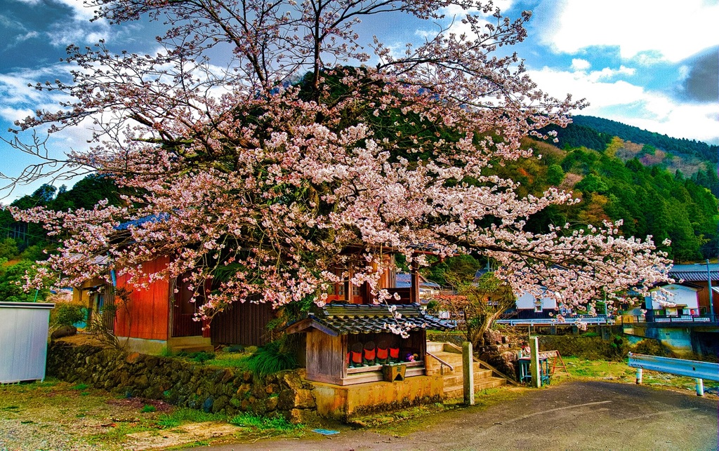 風景６３９　さくら地蔵