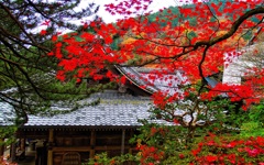 風景２４６ 寺　秋