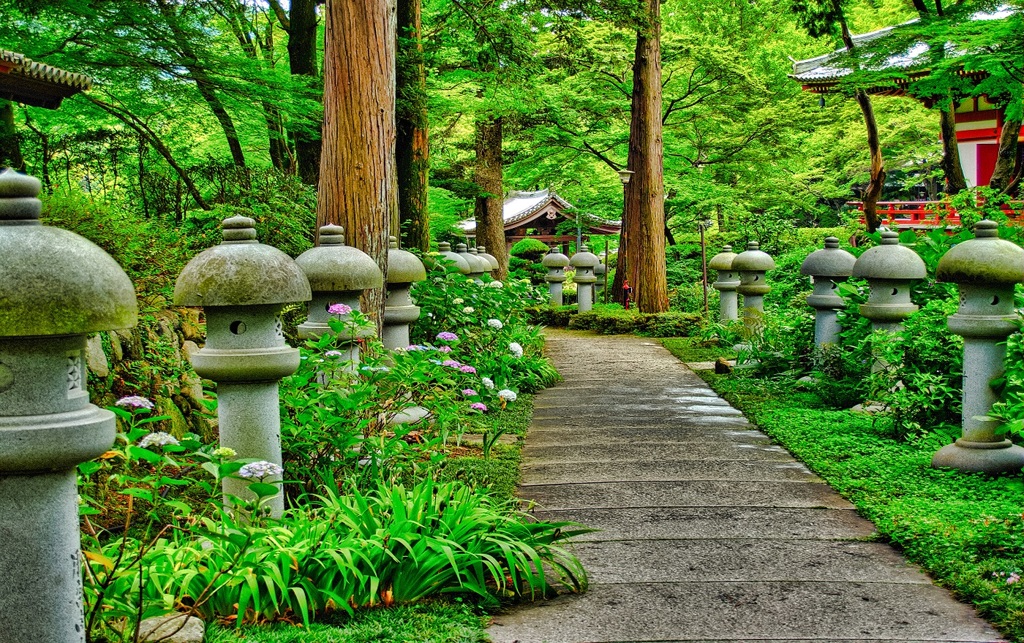 風景７０６　寺　庭　あじさい