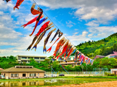 日本風景８９２　鯉のぼり