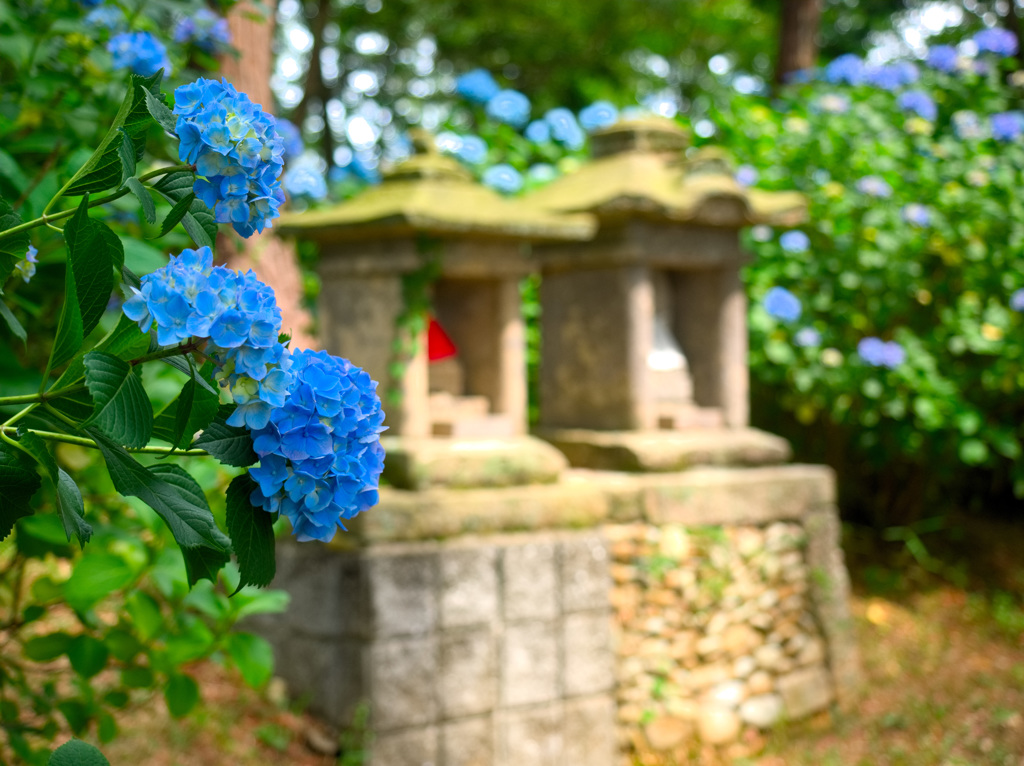 日本風景９６６　紫陽花