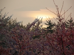 日本風景１３７９桜