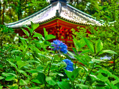 日本風景１０１３　紫陽花と寺
