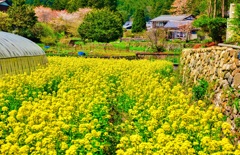 日本風景９１０　京都大原　春