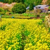日本風景９１０　京都大原　春