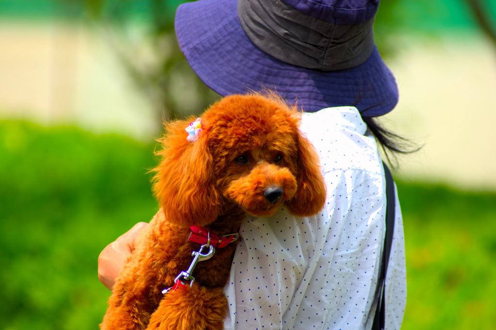 トイプードル 　ミルミルみるきー２４