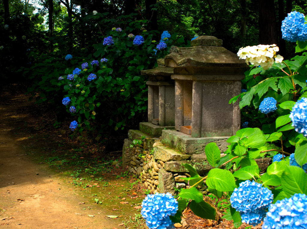 日本風景９７２　紫陽花