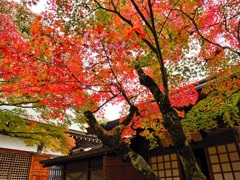 風景２５１ 寺　秋