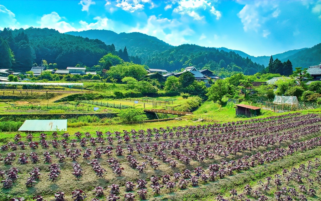 風景６５２　京都　大原