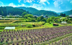 風景６５２　京都　大原