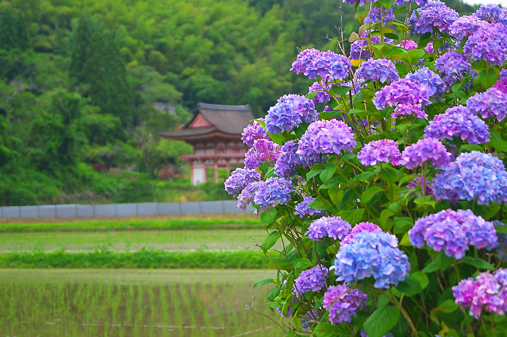 日本風景１０７５　あじさい