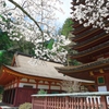 日本風景１３７７桜神社