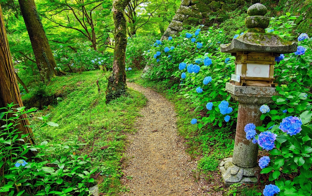 日本風景７７４　寺　紫陽花