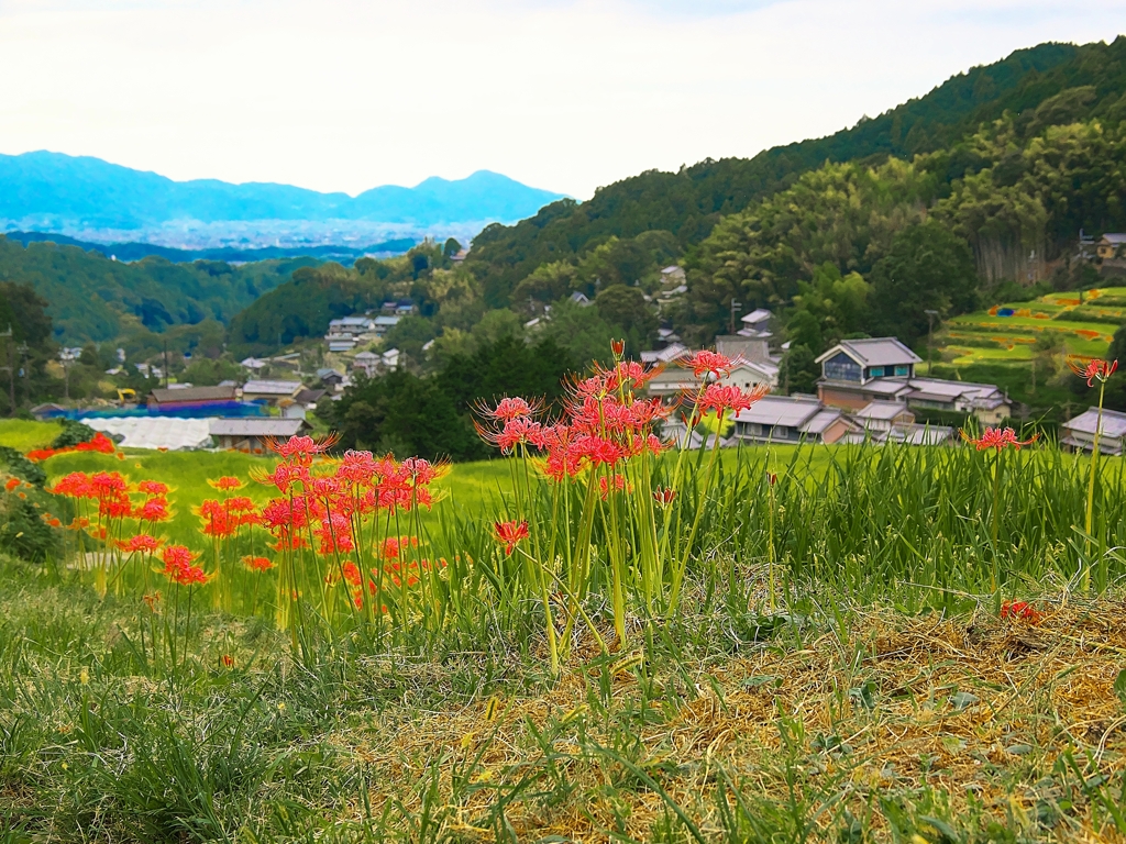 日本風景１４７４彼岸花