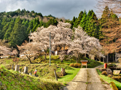 日本風景８８６　桜寺