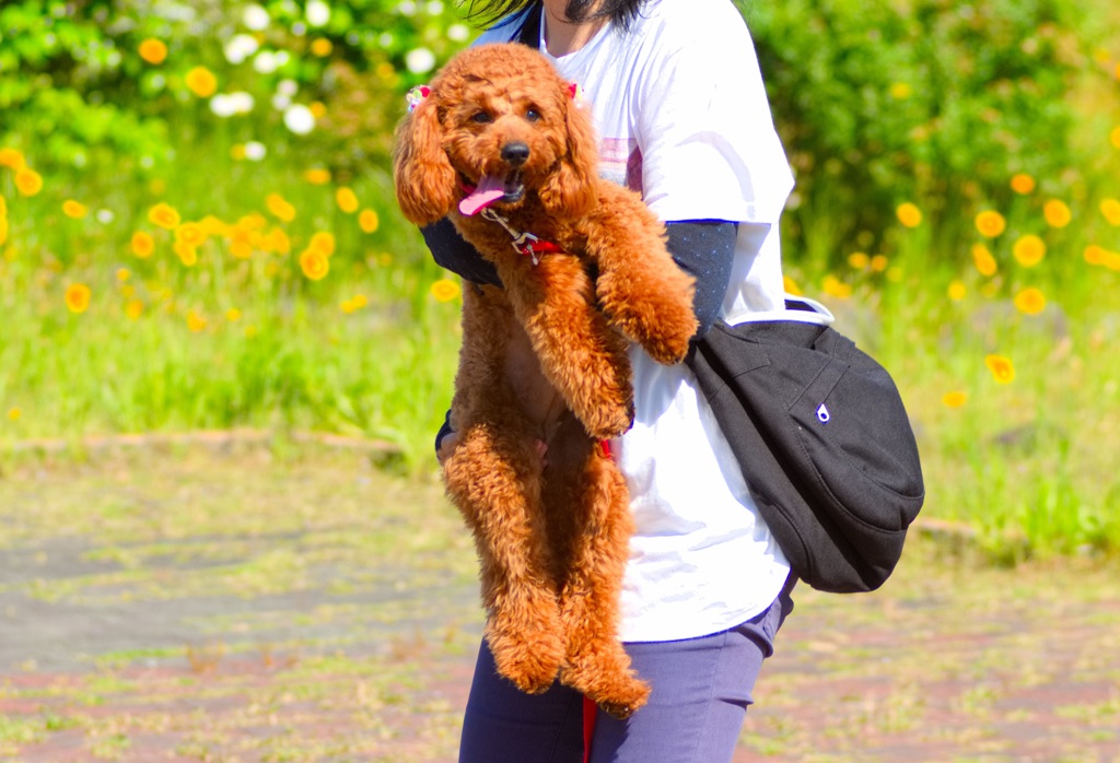 トイプードル 　ミルミルみるきー３０