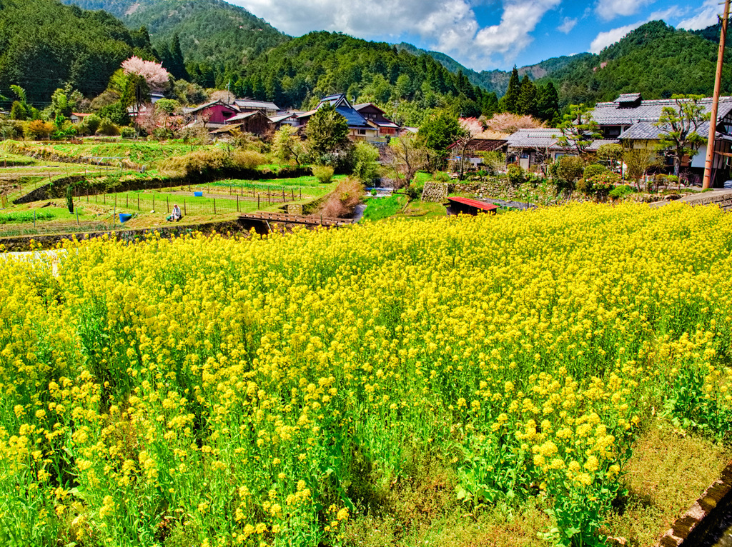 日本風景８８４　京都大原　菜の花