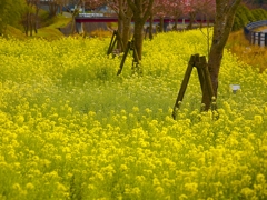 日本風景１３６４　菜の花