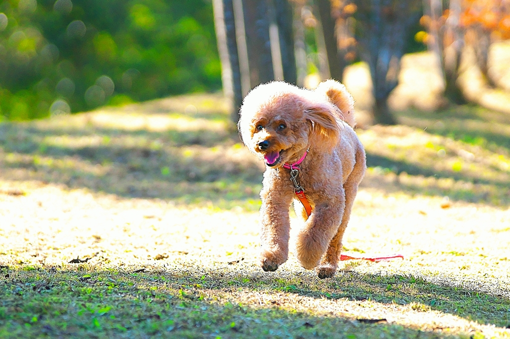 DOG212