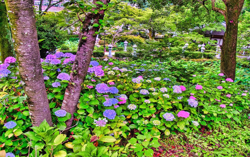 風景７１０　寺　庭　あじさい