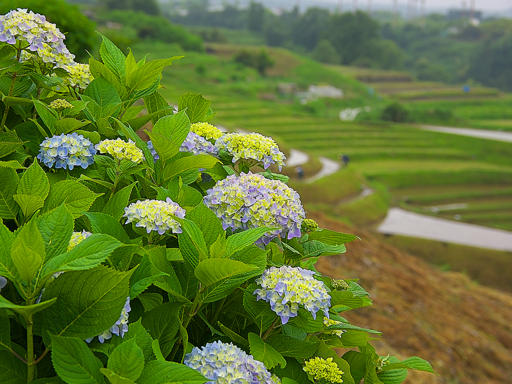 日本風景１０６７　紫陽花