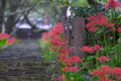 日本風景１１９４　彼岸花