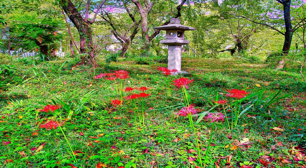 風景１７２　京都　庭