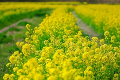日本風景１３７０　菜の花