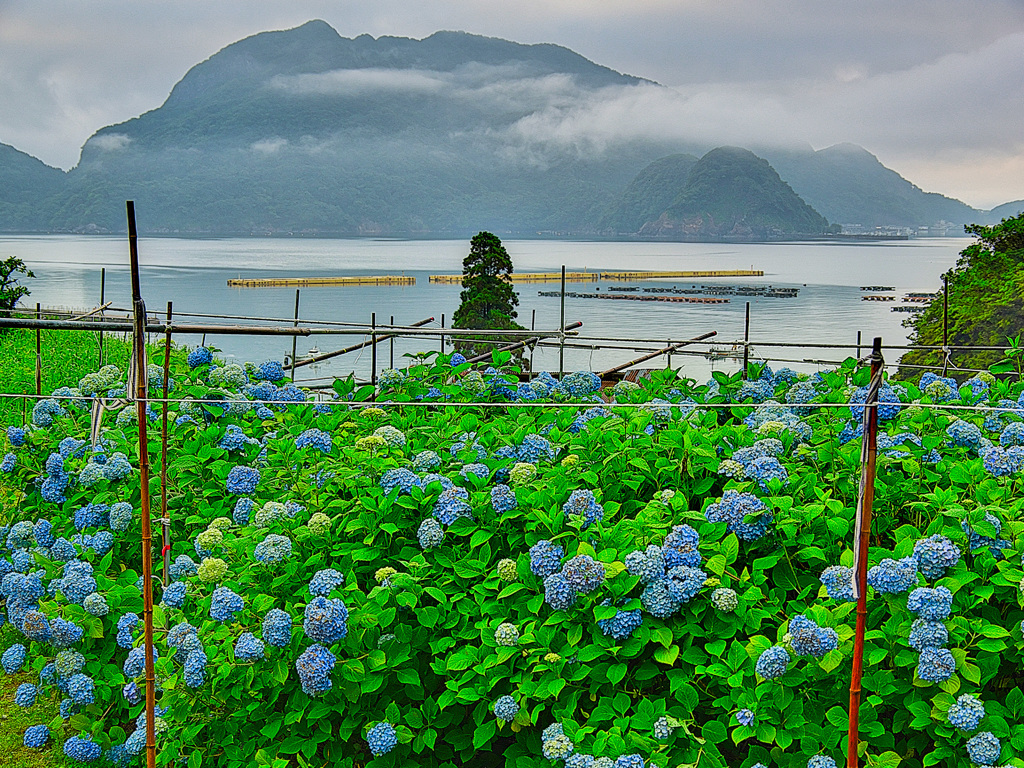 日本風景１０７６　あじさい