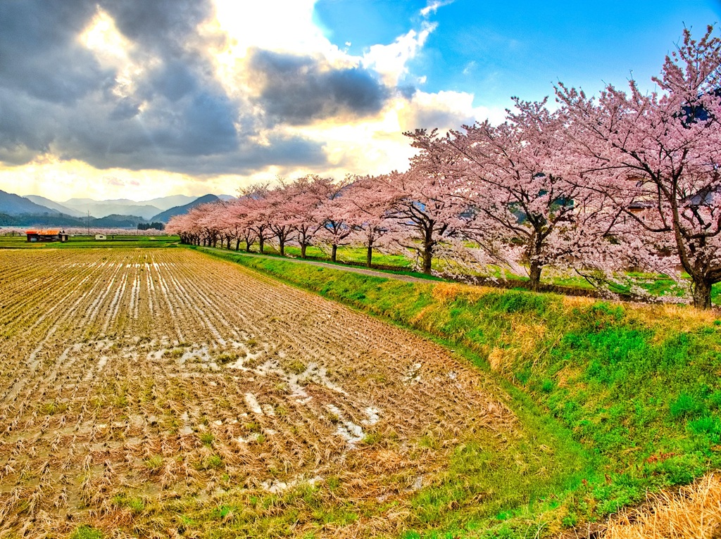 日本風景８７４　桜達